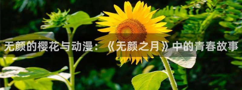 omofun下载app：无颜的樱花与动漫：《无颜之月》中的青春故事